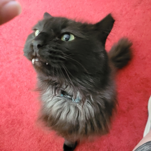 Other - Onix's surgery story